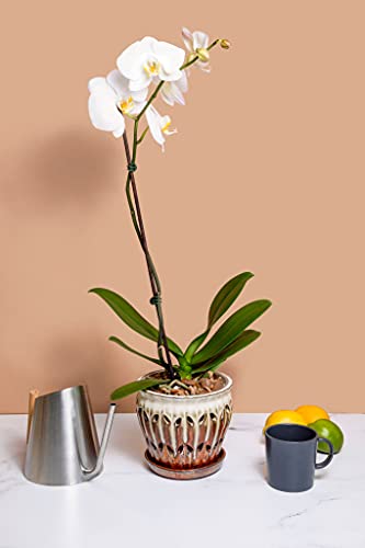 rePotme Phalaenopsis Dark Classic Orchid Mix (Mini Bag)